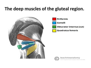 The deep muscles of the gluteal region.
 