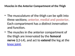 Muscles in the Anterior Compartment of the Thigh
• The musculature of the thigh can be split into
three sections; anterior, medial and posterior.
Each compartment has a distinct innervation
and function.
• The muscles in the anterior compartment of
the thigh are innervated by the femoral
nerve (L2-L4), and act to extend the leg at the
knee joint.
 