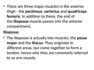 • There are three major muscles in the anterior
thigh - the pectineus, sartorius and quadriceps
femoris. In addition to these, the end of
the iliopsoas muscle passes into the anterior
compartment.
Iliopsoas
• The iliopsoas is actually two muscles, the psoas
major and the iliacus. They originate in
different areas, but come together to form a
tendon, hence why they are commonly referred
to as one muscle.
 