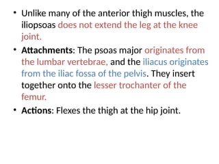 • Unlike many of the anterior thigh muscles, the
iliopsoas does not extend the leg at the knee
joint.
• Attachments: The psoas major originates from
the lumbar vertebrae, and the iliacus originates
from the iliac fossa of the pelvis. They insert
together onto the lesser trochanter of the
femur.
• Actions: Flexes the thigh at the hip joint.
 