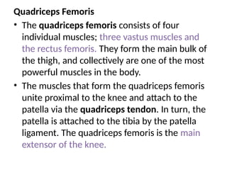 Quadriceps Femoris
• The quadriceps femoris consists of four
individual muscles; three vastus muscles and
the rectus femoris. They form the main bulk of
the thigh, and collectively are one of the most
powerful muscles in the body.
• The muscles that form the quadriceps femoris
unite proximal to the knee and attach to the
patella via the quadriceps tendon. In turn, the
patella is attached to the tibia by the patella
ligament. The quadriceps femoris is the main
extensor of the knee.
 