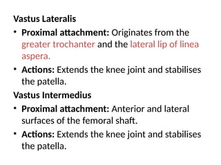 Vastus Lateralis
• Proximal attachment: Originates from the
greater trochanter and the lateral lip of linea
aspera.
• Actions: Extends the knee joint and stabilises
the patella.
Vastus Intermedius
• Proximal attachment: Anterior and lateral
surfaces of the femoral shaft.
• Actions: Extends the knee joint and stabilises
the patella.
 