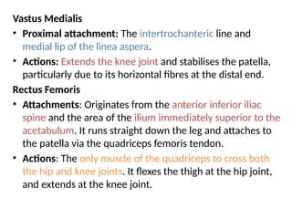 Vastus Medialis
• Proximal attachment: The intertrochanteric line and
medial lip of the linea aspera.
• Actions: Extends the knee joint and stabilises the patella,
particularly due to its horizontal fibres at the distal end.
Rectus Femoris
• Attachments: Originates from the anterior inferior iliac
spine and the area of the ilium immediately superior to the
acetabulum. It runs straight down the leg and attaches to
the patella via the quadriceps femoris tendon.
• Actions: The only muscle of the quadriceps to cross both
the hip and knee joints. It flexes the thigh at the hip joint,
and extends at the knee joint.
 