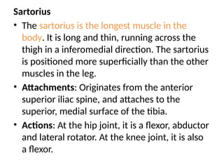 Sartorius
• The sartorius is the longest muscle in the
body. It is long and thin, running across the
thigh in a inferomedial direction. The sartorius
is positioned more superficially than the other
muscles in the leg.
• Attachments: Originates from the anterior
superior iliac spine, and attaches to the
superior, medial surface of the tibia.
• Actions: At the hip joint, it is a flexor, abductor
and lateral rotator. At the knee joint, it is also
a flexor.
 