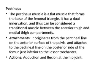 Pectineus
• The pectineus muscle is a flat muscle that forms
the base of the femoral triangle. It has a dual
innervation, and thus can be considered a
transitional muscle between the anterior thigh and
medial thigh compartments.
• Attachments: It originates from the pectineal line
on the anterior surface of the pelvis, and attaches
to the pectineal line on the posterior side of the
femur, just inferior to the lesser trochanter.
• Actions: Adduction and flexion at the hip joint.
 