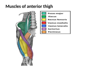 Muscles of anterior thigh
 