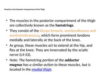 Muscles in the Posterior Compartment of the Thigh
• The muscles in the posterior compartment of the thigh
are collectively known as the hamstrings.
• They consist of the biceps femoris, semitendinosus and
semimembranosus, which form prominent tendons
medially and laterally at the back of the knee.
• As group, these muscles act to extend at the hip, and
flex at the knee. They are innervated by the sciatic
nerve (L4-S3).
• Note: The hamstring portion of the adductor
magnus has a similar action to these muscles, but is
located in the medial thigh.
 
