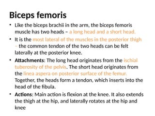 Biceps femoris
• Like the biceps brachii in the arm, the biceps femoris
muscle has two heads – a long head and a short head.
• It is the most lateral of the muscles in the posterior thigh
– the common tendon of the two heads can be felt
laterally at the posterior knee.
• Attachments: The long head originates from the ischial
tuberosity of the pelvis. The short head originates from
the linea aspera on posterior surface of the femur.
Together, the heads form a tendon, which inserts into the
head of the fibula.
• Actions: Main action is flexion at the knee. It also extends
the thigh at the hip, and laterally rotates at the hip and
knee
 