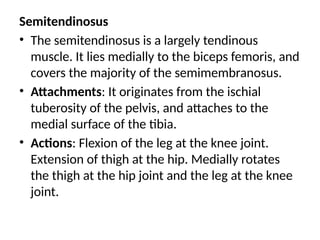Semitendinosus
• The semitendinosus is a largely tendinous
muscle. It lies medially to the biceps femoris, and
covers the majority of the semimembranosus.
• Attachments: It originates from the ischial
tuberosity of the pelvis, and attaches to the
medial surface of the tibia.
• Actions: Flexion of the leg at the knee joint.
Extension of thigh at the hip. Medially rotates
the thigh at the hip joint and the leg at the knee
joint.
 