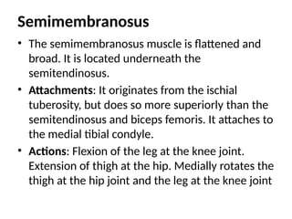 Semimembranosus
• The semimembranosus muscle is flattened and
broad. It is located underneath the
semitendinosus.
• Attachments: It originates from the ischial
tuberosity, but does so more superiorly than the
semitendinosus and biceps femoris. It attaches to
the medial tibial condyle.
• Actions: Flexion of the leg at the knee joint.
Extension of thigh at the hip. Medially rotates the
thigh at the hip joint and the leg at the knee joint
 
