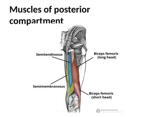 Muscles of posterior
compartment
 