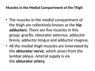 Muscles in the Medial Compartment of the Thigh
• The muscles in the medial compartment of
the thigh are collectively known as the hip
adductors. There are five muscles in this
group; gracilis, obturator externus, adductor
brevis, adductor longus and adductor magnus.
• All the medial thigh muscles are innervated by
the obturator nerve, which arises from the
lumbar plexus. Arterial supply is via
the obturator artery.
 