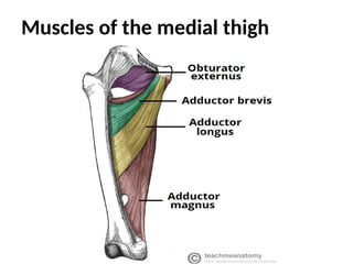 Muscles of the medial thigh
 