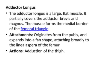 Adductor Longus
• The adductor longus is a large, flat muscle. It
partially covers the adductor brevis and
magnus. The muscle forms the medial border
of the femoral triangle.
• Attachments: Originates from the pubis, and
expands into a fan shape, attaching broadly to
the linea aspera of the femur
• Actions: Adduction of the thigh.
 