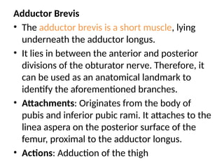 Adductor Brevis
• The adductor brevis is a short muscle, lying
underneath the adductor longus.
• It lies in between the anterior and posterior
divisions of the obturator nerve. Therefore, it
can be used as an anatomical landmark to
identify the aforementioned branches.
• Attachments: Originates from the body of
pubis and inferior pubic rami. It attaches to the
linea aspera on the posterior surface of the
femur, proximal to the adductor longus.
• Actions: Adduction of the thigh
 