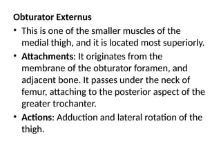 Obturator Externus
• This is one of the smaller muscles of the
medial thigh, and it is located most superiorly.
• Attachments: It originates from the
membrane of the obturator foramen, and
adjacent bone. It passes under the neck of
femur, attaching to the posterior aspect of the
greater trochanter.
• Actions: Adduction and lateral rotation of the
thigh.
 