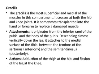 Gracilis
• The gracilis is the most superficial and medial of the
muscles in this compartment. It crosses at both the hip
and knee joints. It is sometimes transplanted into the
hand or forearm to replace a damaged muscle.
• Attachments: It originates from the inferior rami of the
pubis, and the body of the pubis. Descending almost
vertically down the leg, it attaches to the medial
surface of the tibia, between the tendons of the
sartorius (anteriorly) and the semitendinosus
(posteriorly).
• Actions: Adduction of the thigh at the hip, and flexion
of the leg at the knee.
 