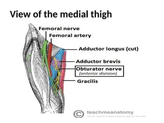 View of the medial thigh
 