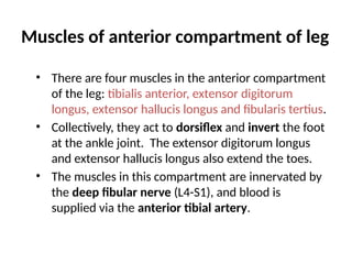 Muscles of anterior compartment of leg
• There are four muscles in the anterior compartment
of the leg: tibialis anterior, extensor digitorum
longus, extensor hallucis longus and fibularis tertius.
• Collectively, they act to dorsiflex and invert the foot
at the ankle joint. The extensor digitorum longus
and extensor hallucis longus also extend the toes.
• The muscles in this compartment are innervated by
the deep fibular nerve (L4-S1), and blood is
supplied via the anterior tibial artery.
 