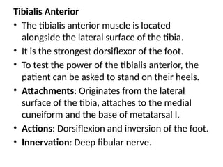 Tibialis Anterior
• The tibialis anterior muscle is located
alongside the lateral surface of the tibia.
• It is the strongest dorsiflexor of the foot.
• To test the power of the tibialis anterior, the
patient can be asked to stand on their heels.
• Attachments: Originates from the lateral
surface of the tibia, attaches to the medial
cuneiform and the base of metatarsal I.
• Actions: Dorsiflexion and inversion of the foot.
• Innervation: Deep fibular nerve.
 
