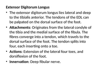 Extensor Digitorum Longus
• The extensor digitorum longus lies lateral and deep
to the tibialis anterior. The tendons of the EDL can
be palpated on the dorsal surface of the foot.
• Attachments: Originates from the lateral condyle of
the tibia and the medial surface of the fibula. The
fibres converge into a tendon, which travels to the
dorsal surface of the foot. The tendon splits into
four, each inserting onto a toe.
• Actions: Extension of the lateral four toes, and
dorsiflexion of the foot.
• Innervation: Deep fibular nerve.
 