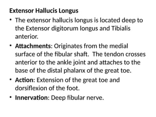 Extensor Hallucis Longus
• The extensor hallucis longus is located deep to
the Extensor digitorum longus and Tibialis
anterior.
• Attachments: Originates from the medial
surface of the fibular shaft. The tendon crosses
anterior to the ankle joint and attaches to the
base of the distal phalanx of the great toe.
• Action: Extension of the great toe and
dorsiflexion of the foot.
• Innervation: Deep fibular nerve.
 