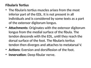 Fibularis Tertius
• The fibularis tertius muscles arises from the most
inferior part of the EDL. It is not present in all
individuals and is considered by some texts as a part
of the extensor digitorum longus.
• Attachments: Originates with the extensor digitorum
longus from the medial surface of the fibula. The
tendon descends with the EDL, until they reach the
dorsal surface of the foot. The fibularis tertius
tendon then diverges and attaches to metatarsal V.
• Actions: Eversion and dorsiflexion of the foot.
• Innervation: Deep fibular nerve.
 