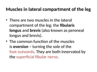 Muscles in lateral compartment of the leg
• There are two muscles in the lateral
compartment of the leg; the fibularis
longus and brevis (also known as peroneal
longus and brevis).
• The common function of the muscles
is eversion – turning the sole of the
foot outwards. They are both innervated by
the superficial fibular nerve.
 