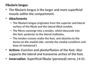Fibularis longus
• The fibularis longus is the larger and more superficial
muscle within the compartment.
• Attachments
– The fibularis longus originates from the superior and lateral
surface of the fibula and the lateral tibial condyle.
– The fibres converge into a tendon, which descends into
the foot, posterior to the lateral malleolus.
– The tendon crosses under the foot, and attaches to the
bones on the medial side, namely the medial cuneiform and
base of metatarsal I.
• Actions: Eversion and plantarflexion of the foot. Also
supports the lateral and transverse arches of the foot.
• Innervation: Superficial fibular (peroneal) nerve, L4-S1.
 