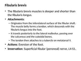 Fibularis brevis
• The fibularis brevis muscles is deeper and shorter than
the fibularis longus.
• Attachments:
– Originates from the inferolateral surface of the fibular shaft.
The muscle belly forms a tendon, which descends with the
fibularis longus into the foot.
– It travels posteriorly to the lateral malleolus, passing over
the calcaneus and the cuboidal bones.
– The tendon then attaches to a tubercle on metatarsal V.
• Actions: Eversion of the foot.
• Innervation: Superficial fibular (peroneal) nerve, L4-S1.
 