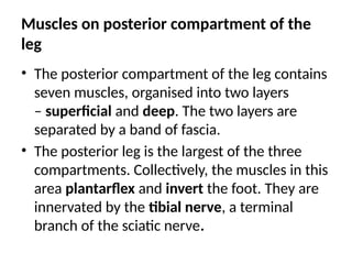 Muscles on posterior compartment of the
leg
• The posterior compartment of the leg contains
seven muscles, organised into two layers
– superficial and deep. The two layers are
separated by a band of fascia.
• The posterior leg is the largest of the three
compartments. Collectively, the muscles in this
area plantarflex and invert the foot. They are
innervated by the tibial nerve, a terminal
branch of the sciatic nerve.
 