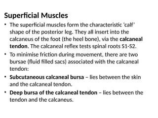Superficial Muscles
• The superficial muscles form the characteristic ‘calf’
shape of the posterior leg. They all insert into the
calcaneus of the foot (the heel bone), via the calcaneal
tendon. The calcaneal reflex tests spinal roots S1-S2.
• To minimise friction during movement, there are two
bursae (fluid filled sacs) associated with the calcaneal
tendon:
• Subcutaneous calcaneal bursa – lies between the skin
and the calcaneal tendon.
• Deep bursa of the calcaneal tendon – lies between the
tendon and the calcaneus.
 