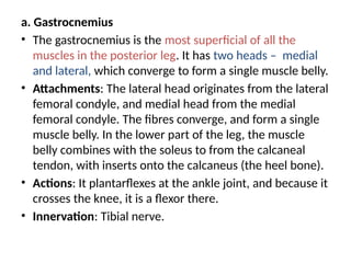 a. Gastrocnemius
• The gastrocnemius is the most superficial of all the
muscles in the posterior leg. It has two heads – medial
and lateral, which converge to form a single muscle belly.
• Attachments: The lateral head originates from the lateral
femoral condyle, and medial head from the medial
femoral condyle. The fibres converge, and form a single
muscle belly. In the lower part of the leg, the muscle
belly combines with the soleus to from the calcaneal
tendon, with inserts onto the calcaneus (the heel bone).
• Actions: It plantarflexes at the ankle joint, and because it
crosses the knee, it is a flexor there.
• Innervation: Tibial nerve.
 