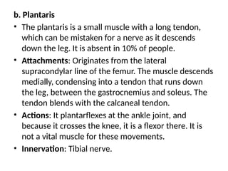 b. Plantaris
• The plantaris is a small muscle with a long tendon,
which can be mistaken for a nerve as it descends
down the leg. It is absent in 10% of people.
• Attachments: Originates from the lateral
supracondylar line of the femur. The muscle descends
medially, condensing into a tendon that runs down
the leg, between the gastrocnemius and soleus. The
tendon blends with the calcaneal tendon.
• Actions: It plantarflexes at the ankle joint, and
because it crosses the knee, it is a flexor there. It is
not a vital muscle for these movements.
• Innervation: Tibial nerve.
 
