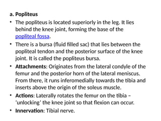 a. Popliteus
• The popliteus is located superiorly in the leg. It lies
behind the knee joint, forming the base of the
popliteal fossa.
• There is a bursa (fluid filled sac) that lies between the
popliteal tendon and the posterior surface of the knee
joint. It is called the popliteus bursa.
• Attachments: Originates from the lateral condyle of the
femur and the posterior horn of the lateral meniscus.
From there, it runs inferomedially towards the tibia and
inserts above the origin of the soleus muscle.
• Actions: Laterally rotates the femur on the tibia –
‘unlocking’ the knee joint so that flexion can occur.
• Innervation: Tibial nerve.
 