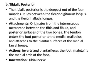 b. Tibialis Posterior
• The tibialis posterior is the deepest out of the four
muscles. It lies between the flexor digitorum longus
and the flexor hallucis longus.
• Attachments: Originates from the interosseous
membrane between the tibia and fibula, and
posterior surfaces of the two bones. The tendon
enters the foot posterior to the medial malleolus,
and attaches to the plantar surfaces of the medial
tarsal bones.
• Actions: Inverts and plantarflexes the foot, maintains
the medial arch of the foot.
• Innervation: Tibial nerve.
 