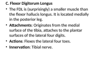 C. Flexor Digitorum Longus
• The FDL is (surprisingly) a smaller muscle than
the flexor hallucis longus. It is located medially
in the posterior leg.
• Attachments: Originates from the medial
surface of the tibia, attaches to the plantar
surfaces of the lateral four digits.
• Actions: Flexes the lateral four toes.
• Innervation: Tibial nerve.
 