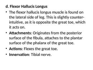 d. Flexor Hallucis Longus
• The flexor hallucis longus muscle is found on
the lateral side of leg. This is slightly counter-
intuitive, as it is opposite the great toe, which
it acts on.
• Attachments: Originates from the posterior
surface of the fibula, attaches to the plantar
surface of the phalanx of the great toe.
• Actions: Flexes the great toe.
• Innervation: Tibial nerve.
 