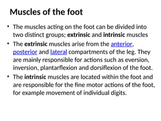 Muscles of the foot
• The muscles acting on the foot can be divided into
two distinct groups; extrinsic and intrinsic muscles
• The extrinsic muscles arise from the anterior,
posterior and lateral compartments of the leg. They
are mainly responsible for actions such as eversion,
inversion, plantarflexion and dorsiflexion of the foot.
• The intrinsic muscles are located within the foot and
are responsible for the fine motor actions of the foot,
for example movement of individual digits.
 