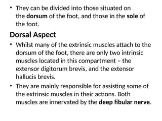 • They can be divided into those situated on
the dorsum of the foot, and those in the sole of
the foot.
Dorsal Aspect
• Whilst many of the extrinsic muscles attach to the
dorsum of the foot, there are only two intrinsic
muscles located in this compartment – the
extensor digitorum brevis, and the extensor
hallucis brevis.
• They are mainly responsible for assisting some of
the extrinsic muscles in their actions. Both
muscles are innervated by the deep fibular nerve.
 