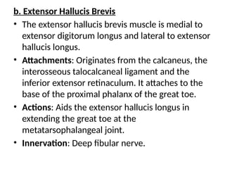 b. Extensor Hallucis Brevis
• The extensor hallucis brevis muscle is medial to
extensor digitorum longus and lateral to extensor
hallucis longus.
• Attachments: Originates from the calcaneus, the
interosseous talocalcaneal ligament and the
inferior extensor retinaculum. It attaches to the
base of the proximal phalanx of the great toe.
• Actions: Aids the extensor hallucis longus in
extending the great toe at the
metatarsophalangeal joint.
• Innervation: Deep fibular nerve.
 