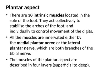 Plantar aspect
• There are 10 intrinsic muscles located in the
sole of the foot. They act collectively to
stabilise the arches of the foot, and
individually to control movement of the digits.
• All the muscles are innervated either by
the medial plantar nerve or the lateral
plantar nerve, which are both branches of the
tibial nerve.
• The muscles of the plantar aspect are
described in four layers (superficial to deep).
 