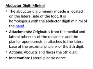 Abductor Digiti Minimi
• The abductor digiti minimi muscle is located
on the lateral side of the foot. It is
homologous with the abductor digiti minimi of
the hand.
• Attachments: Originates from the medial and
lateral tubercles of the calcaneus and the
plantar aponeurosis. It attaches to the lateral
base of the proximal phalanx of the 5th digit.
• Actions: Abducts and flexes the 5th digit.
• Innervation: Lateral plantar nerve.
 