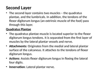 Second Layer
• The second layer contains two muscles – the quadratus
plantae, and the lumbricals. In addition, the tendons of the
flexor digitorum longus (an extrinsic muscle of the foot) pass
through this layer.
Quadratus Plantae
• The quadratus plantae muscle is located superior to the flexor
digitorum longus tendons. It is separated from the first layer of
muscles by the lateral plantar vessels and nerve.
• Attachments: Originates from the medial and lateral plantar
surface of the calcaneus. It attaches to the tendons of flexor
digitorum longus.
• Actions: Assists flexor digitorum longus in flexing the lateral
four digits.
• Innervation: Lateral plantar nerve.
 