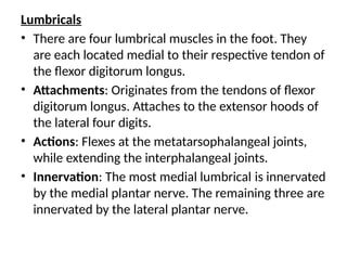 Lumbricals
• There are four lumbrical muscles in the foot. They
are each located medial to their respective tendon of
the flexor digitorum longus.
• Attachments: Originates from the tendons of flexor
digitorum longus. Attaches to the extensor hoods of
the lateral four digits.
• Actions: Flexes at the metatarsophalangeal joints,
while extending the interphalangeal joints.
• Innervation: The most medial lumbrical is innervated
by the medial plantar nerve. The remaining three are
innervated by the lateral plantar nerve.
 