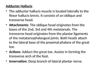 Adductor Hallucis
• The adductor hallucis muscle is located laterally to the
flexor hallucis brevis. It consists of an oblique and
transverse head.
• Attachments: The oblique head originates from the
bases of the 2nd, 3rd and 4th metatarsals. The
transverse head originates from the plantar ligaments
of the metatarsophalangeal joints. Both heads attach
to the lateral base of the proximal phalanx of the great
toe.
• Actions: Adduct the great toe. Assists in forming the
transverse arch of the foot.
• Innervation: Deep branch of lateral plantar nerve.
 