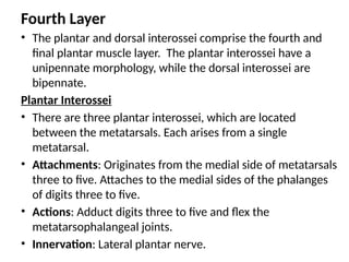 Fourth Layer
• The plantar and dorsal interossei comprise the fourth and
final plantar muscle layer. The plantar interossei have a
unipennate morphology, while the dorsal interossei are
bipennate.
Plantar Interossei
• There are three plantar interossei, which are located
between the metatarsals. Each arises from a single
metatarsal.
• Attachments: Originates from the medial side of metatarsals
three to five. Attaches to the medial sides of the phalanges
of digits three to five.
• Actions: Adduct digits three to five and flex the
metatarsophalangeal joints.
• Innervation: Lateral plantar nerve.
 
