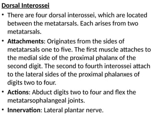 Dorsal Interossei
• There are four dorsal interossei, which are located
between the metatarsals. Each arises from two
metatarsals.
• Attachments: Originates from the sides of
metatarsals one to five. The first muscle attaches to
the medial side of the proximal phalanx of the
second digit. The second to fourth interossei attach
to the lateral sides of the proximal phalanxes of
digits two to four.
• Actions: Abduct digits two to four and flex the
metatarsophalangeal joints.
• Innervation: Lateral plantar nerve.
 