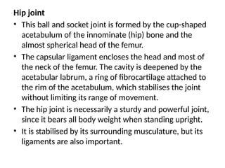Hip joint
• This ball and socket joint is formed by the cup-shaped
acetabulum of the innominate (hip) bone and the
almost spherical head of the femur.
• The capsular ligament encloses the head and most of
the neck of the femur. The cavity is deepened by the
acetabular labrum, a ring of fibrocartilage attached to
the rim of the acetabulum, which stabilises the joint
without limiting its range of movement.
• The hip joint is necessarily a sturdy and powerful joint,
since it bears all body weight when standing upright.
• It is stabilised by its surrounding musculature, but its
ligaments are also important.
 