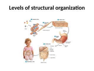 Levels of structural organization
 